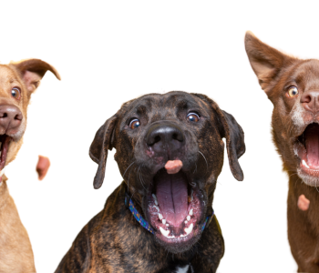 ANTIFURTO E ANIMALI DOMESTICI: COME EVITARE I FALSI ALLARMI PET IMMUNE?