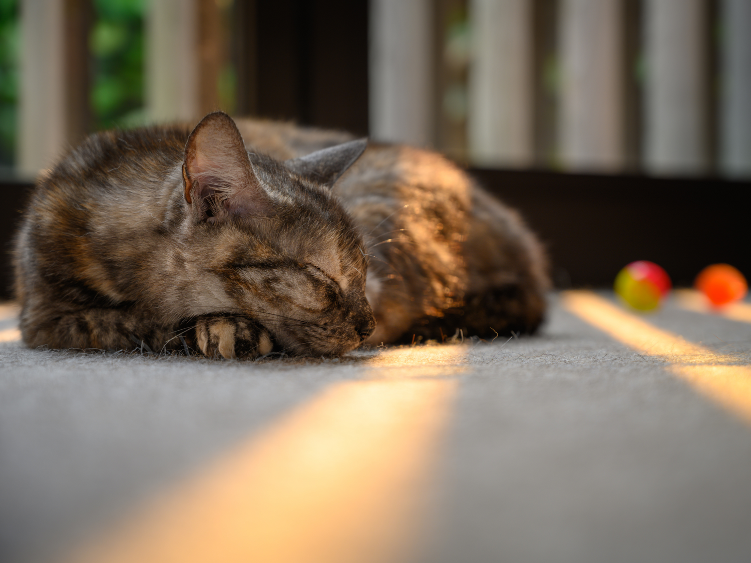 Un Gatto tra le Telecamere